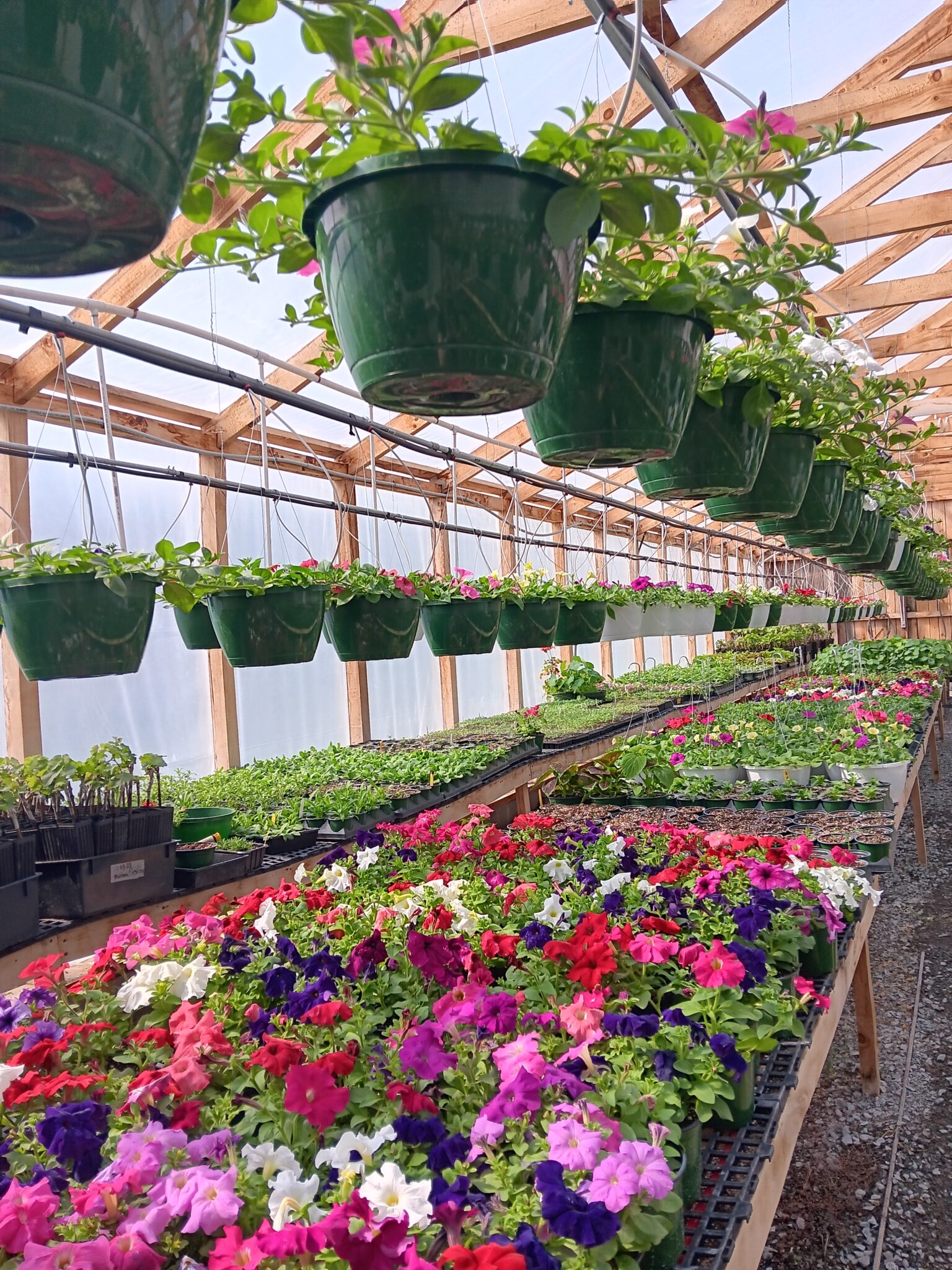 Greenhouse Grand Opening MountainRose Vineyards Visit Wise County VA